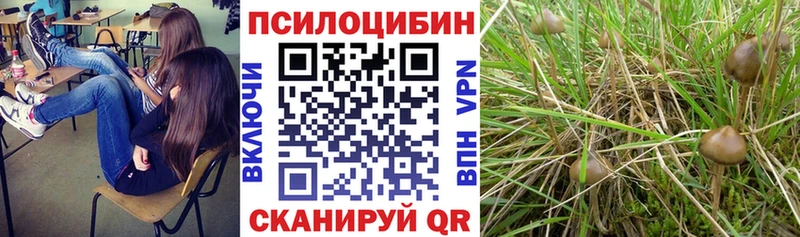 купить наркотики цена  omg маркетплейс  Галлюциногенные грибы прущие грибы  Заозёрск 